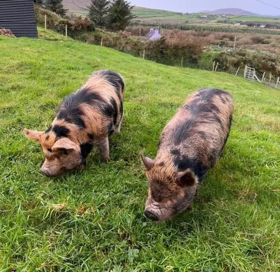 ベッドアンドブレックファースト Valentia View