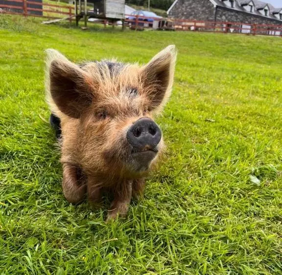 ベッドアンドブレックファースト Valentia View