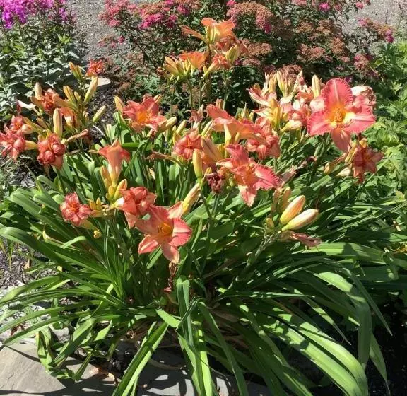 Majatalo Le Vieux Poulailler édifice Patrimonial New Richmond Gaspesie