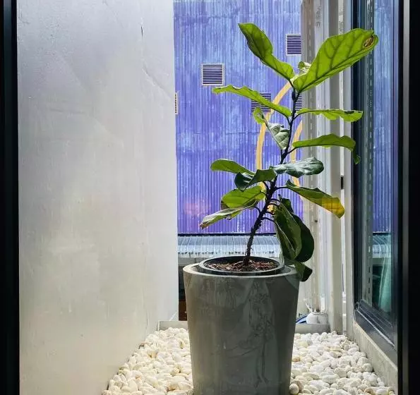 هاستل Little One