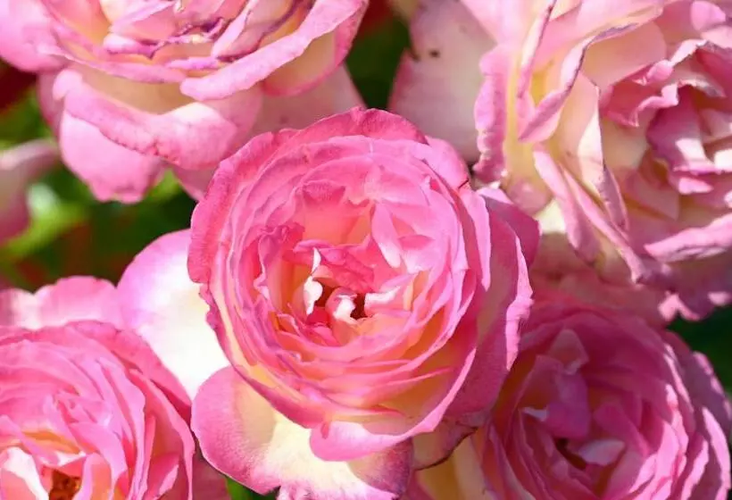 ペンション Le Jardin De Séverine