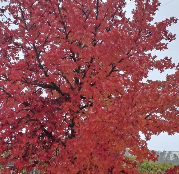 پانسیون Largo Da Fonte