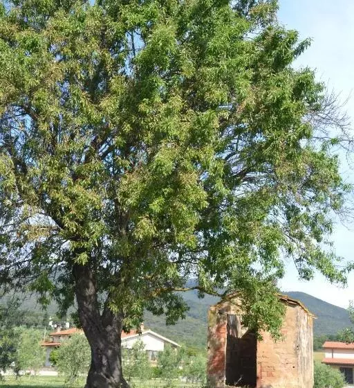 هتل Agriturismo Il Vecchio Mandorlo
