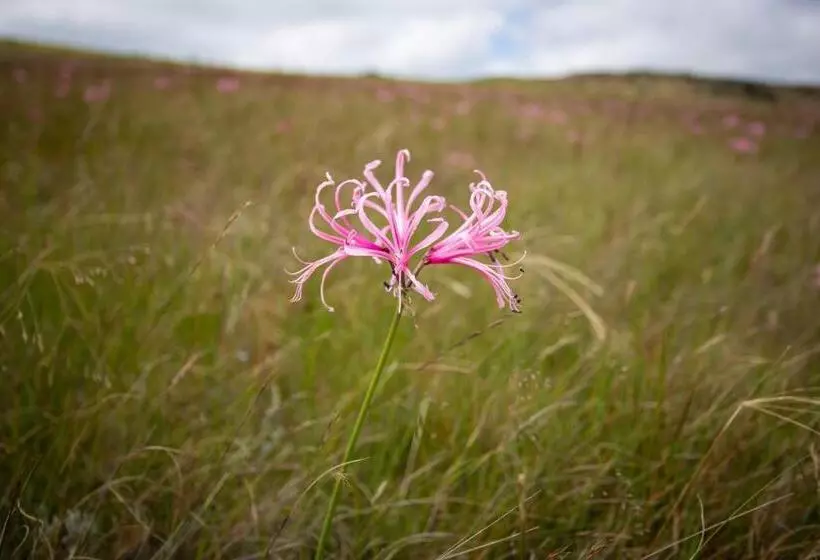 Majatalo Schaefers  Halt