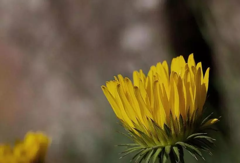 Majatalo Schaefers  Halt