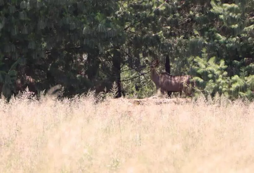 Majatalo Schaefers  Halt