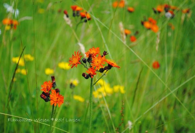 ユースホステル Flambacher Mühle