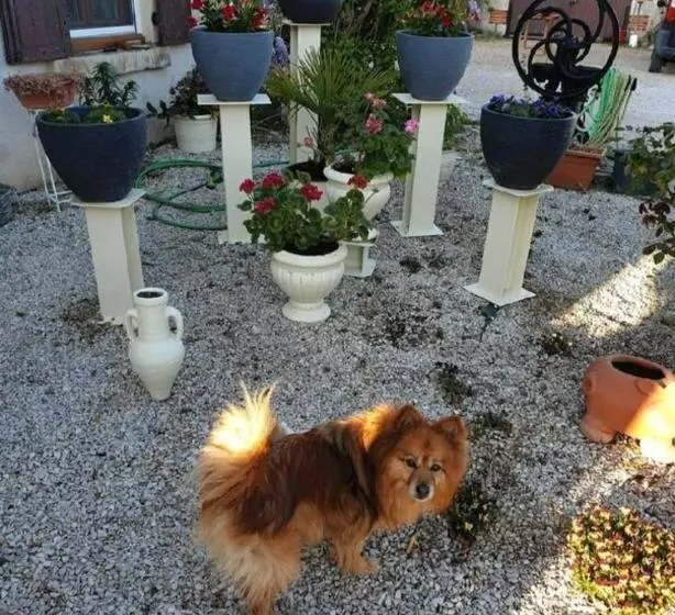 Aamiaismajoitus (B&B) Chambres Et Table D Hôtes Les Grivottes