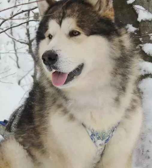 Majatalo Casa Ghioceilor