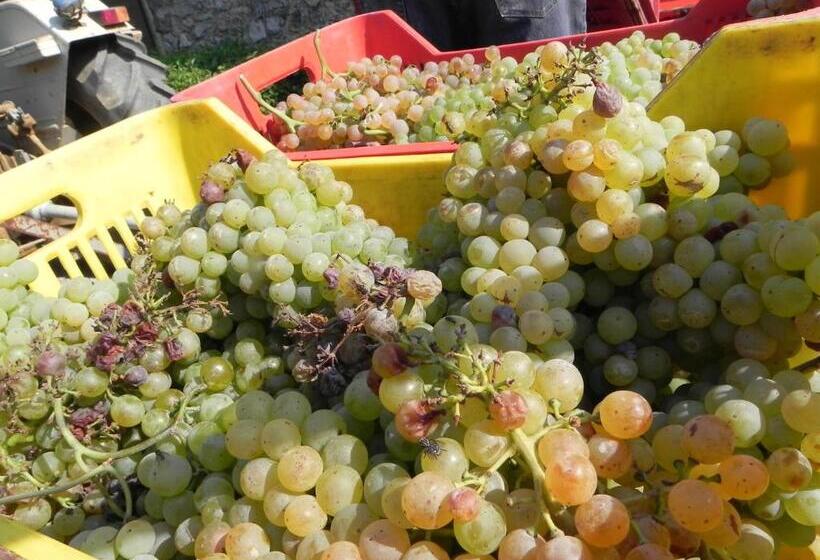 בית מלון כפרי Agriturismo Il Cuscino Nel Pagliaio