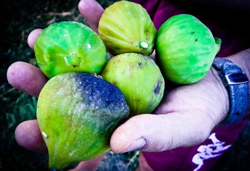 בית מלון כפרי Agriturismo Il Cuscino Nel Pagliaio
