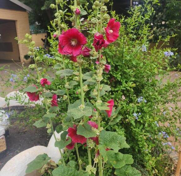 פנסיון Royal Highness Lux