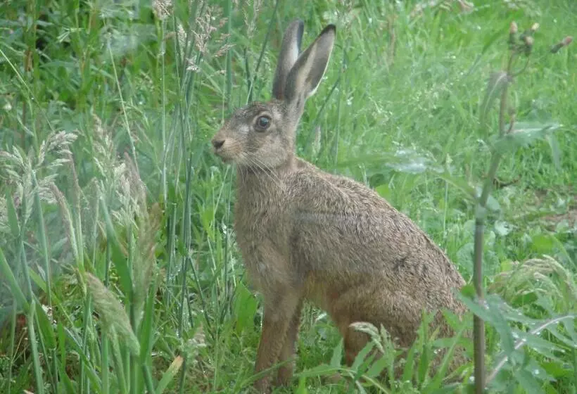 Bed and Breakfast La Blanche Roche