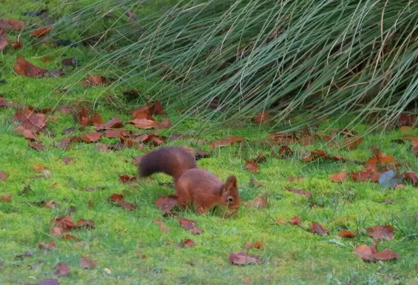 Aamiaismajoitus (B&B) Les Ecureuils