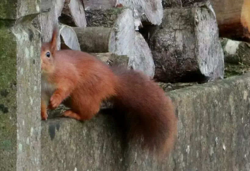 Aamiaismajoitus (B&B) Les Ecureuils