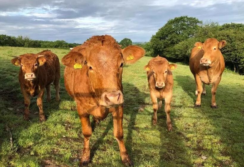 تختخواب و صبحانه Dan Y Graig Barn, Carmarthen