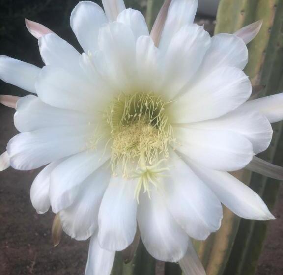 بنسيون Yellow House Prince Albert