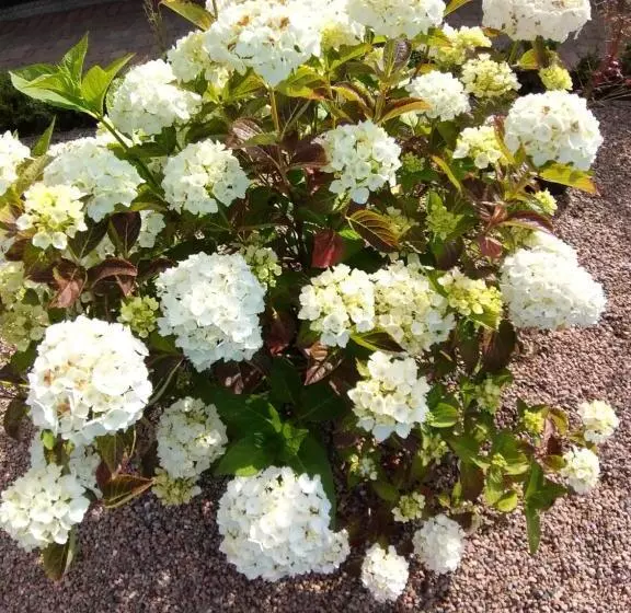 Aamiaismajoitus (B&B) Antrim Heights Bnb