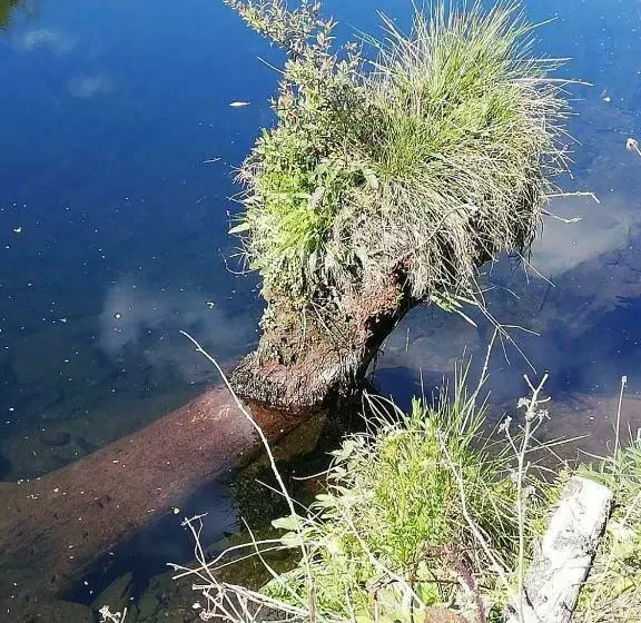 Bed & Breakfast The Black Sheep