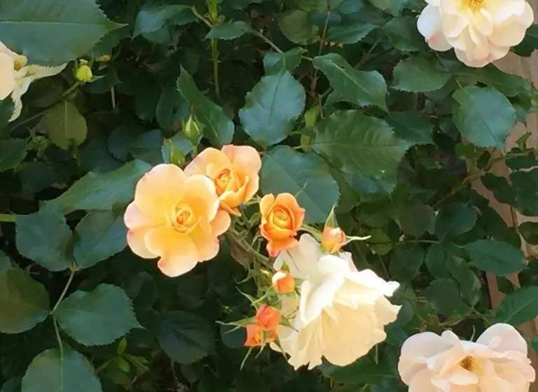 تختخواب و صبحانه Un Temps Pour Le Rêve