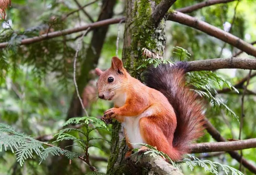 Aamiaismajoitus (B&B) Le Clos Des écureuils
