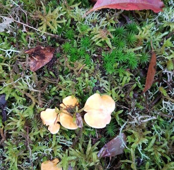 Bed & Breakfast Le Clos Des écureuils