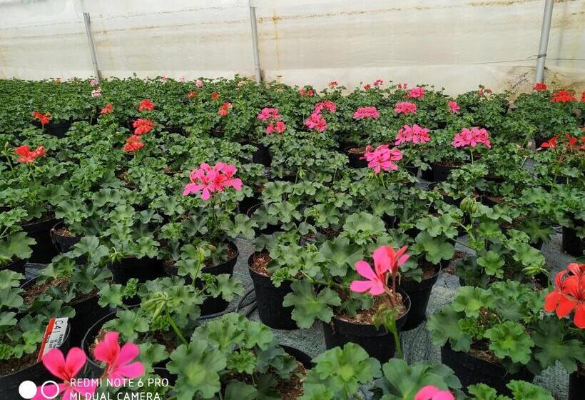 בית מלון כפרי Agriturismo  Le Serre