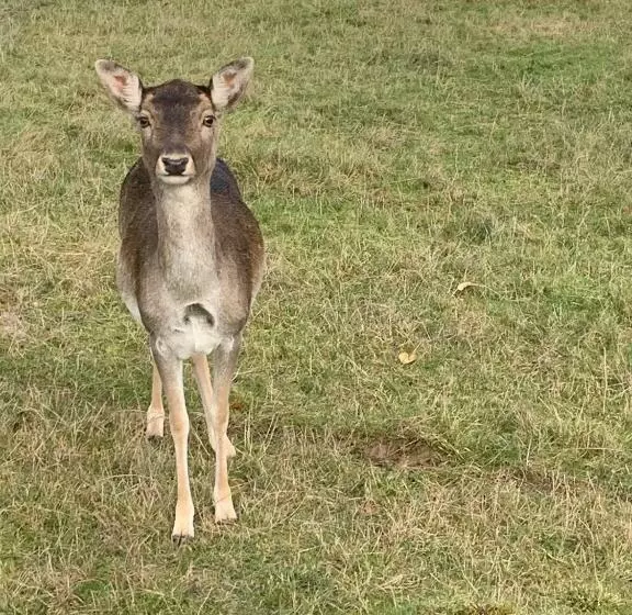 ホテル Domaine De Mont Renaud