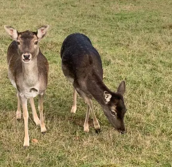 ホテル Domaine De Mont Renaud