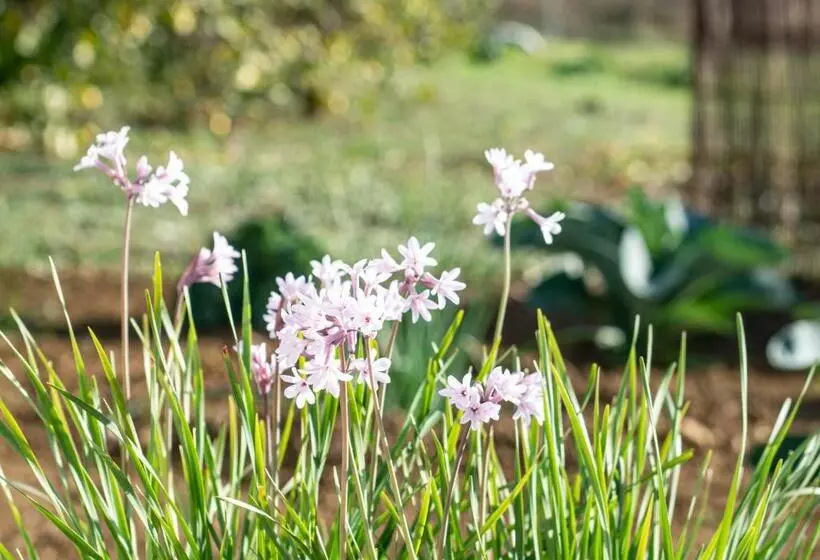 Aamiaismajoitus (B&B) Finca El Limonar