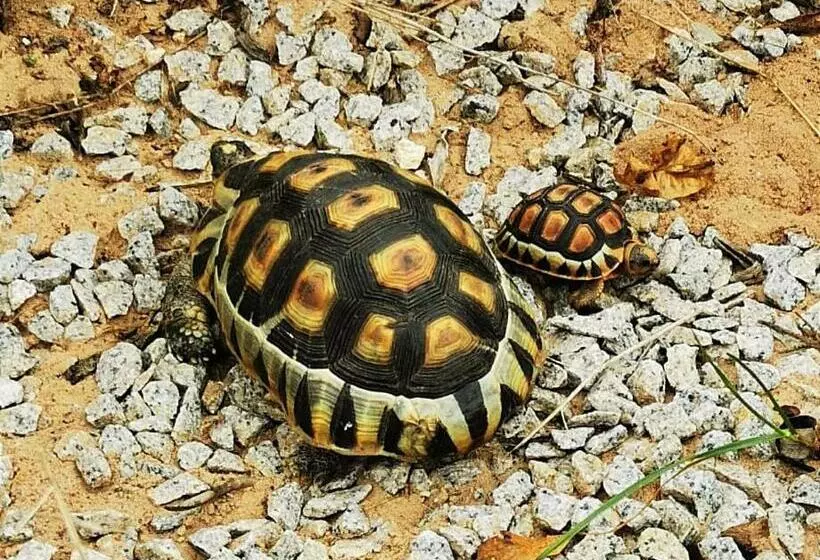 تختخواب و صبحانه Tortoise Trail Lodge