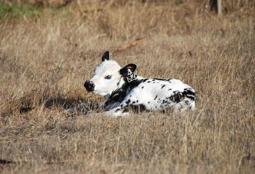 酒店 Back Valley Farmstay Bed And Breakfast