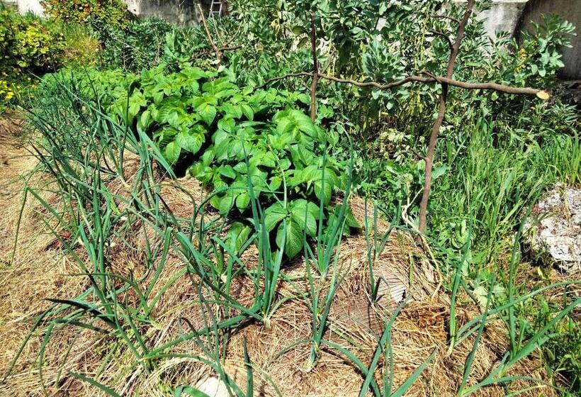 تختخواب و صبحانه Galo Preto   Sintra Guesthouse