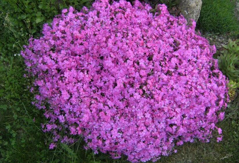 住宿加早餐  Les Terrasses