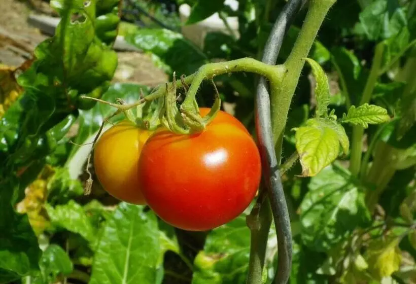 Aamiaismajoitus (B&B) Les Terrasses