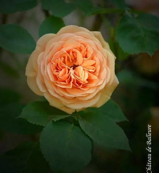 Majatalo Chateau De Balleure