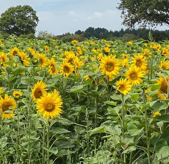 تختخواب و صبحانه Céline Et Olivier