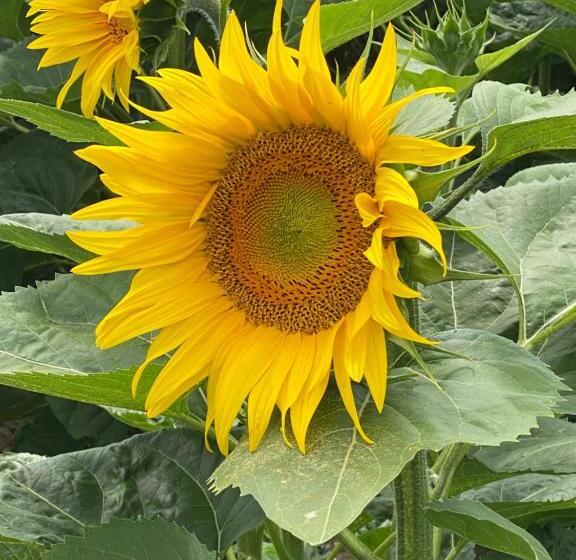 تختخواب و صبحانه Céline Et Olivier