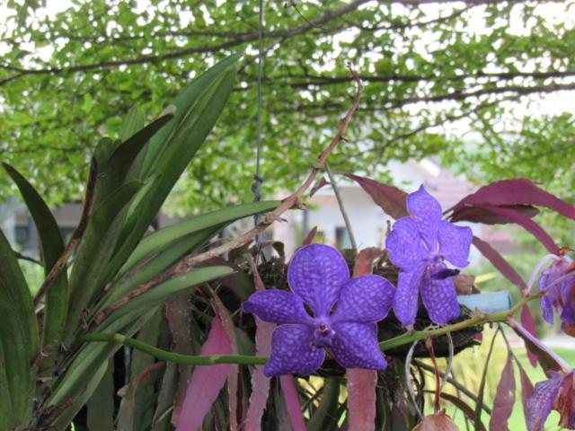 Курорт B&b Forest Hill Khao Yai