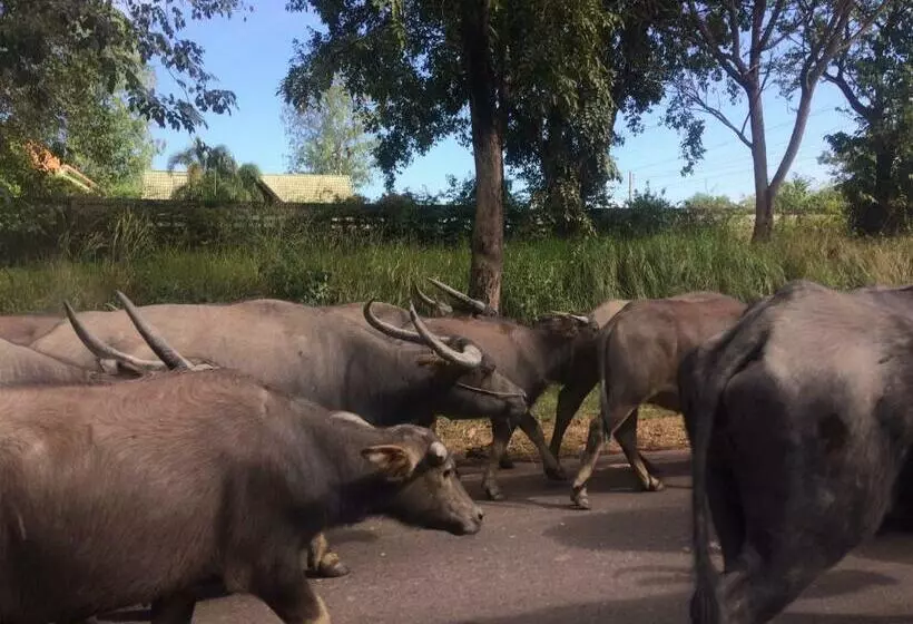 Lomakeskus B&b Forest Hill Khao Yai