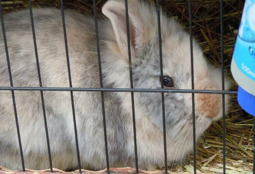 ペンション Appartementhaus Dargham