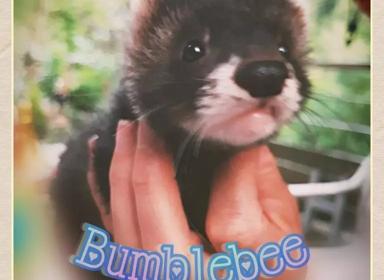 Aamiaismajoitus (B&B) Skymist Maison D Hôtes