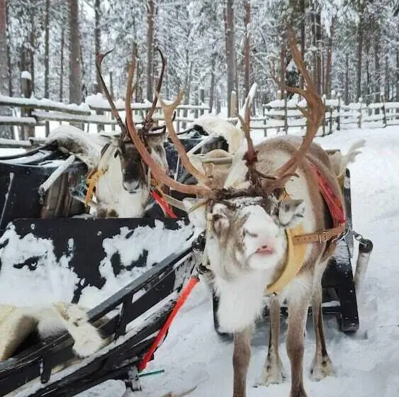 リゾートホテル Reindeer Manor Levi