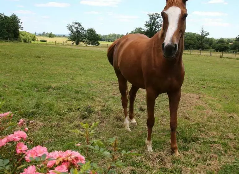 ペンション Chambre D Hôte Courtoux