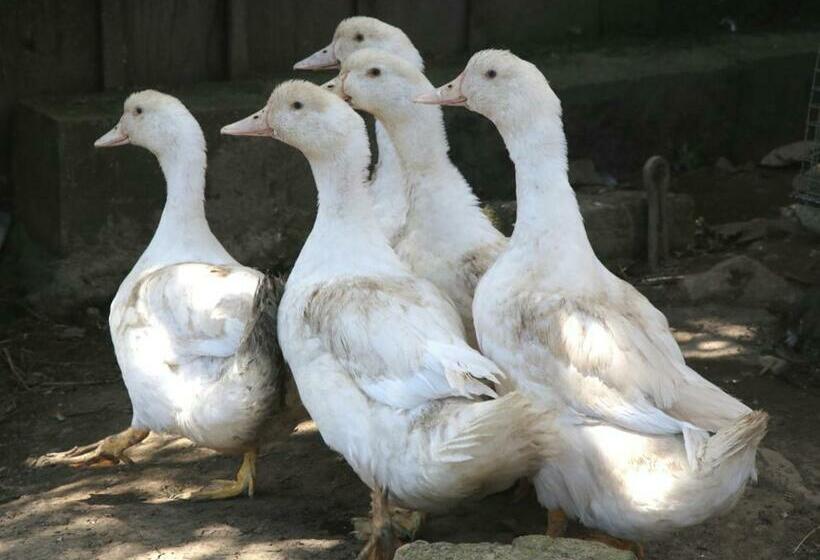 פנסיון Chambre D Hôte Courtoux