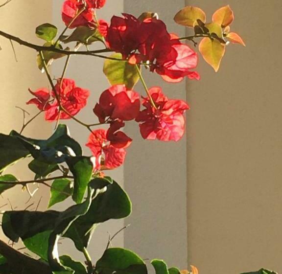 بنسيون Ninho Salino