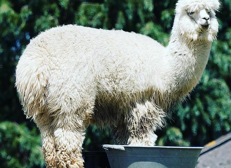 تختخواب و صبحانه La Belle étable