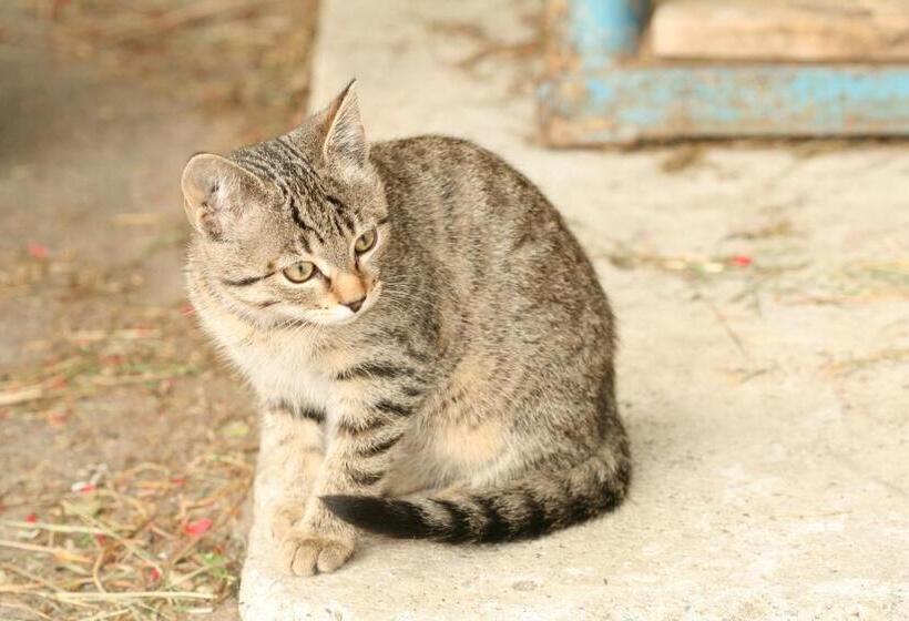 酒店 Bauernhof Mairing