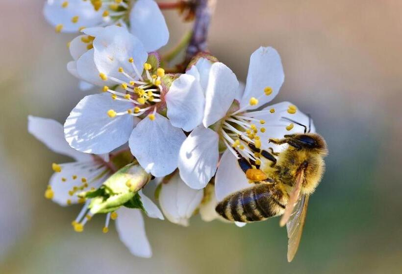 酒店 Bauernhof Mairing