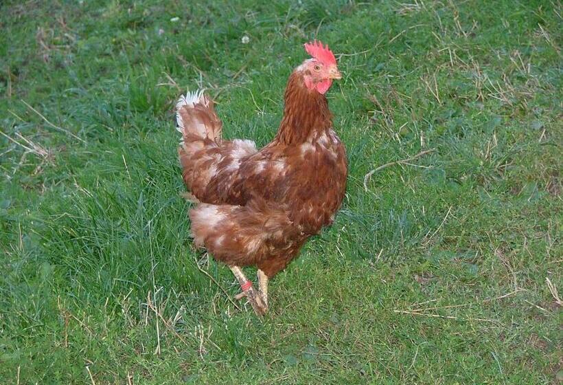 酒店 Bauernhof Mairing